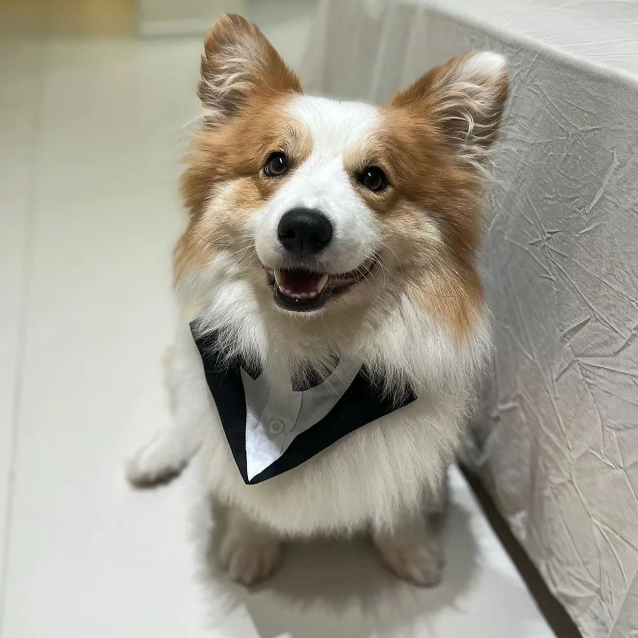 ペット用犬服ファッションパーティーショーフォーマルスーツネク - Suit Supply Wedding Party のレビューと価格